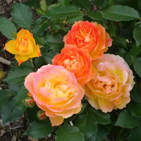Trandafir cu parfum intens - Trandafiri - René Goscinny ® - 